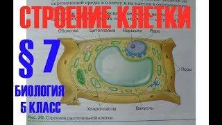 Биология 5 кл § 7 Строение клетки  Автор В.В.Пасечник