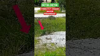 DETIK-DETIK PERKUTUT MASUK PERANGKAP ‼️