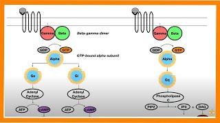 Signal Transduction Pathways G-Protein Receptor Tyrosine Kinase cGMP