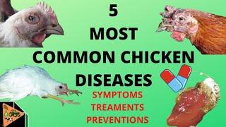 HOW TO PREVENT AND TREAT THE 5 MOST COMMON CHICKEN DISEASES newcastle fowl pox mareks coccidia.