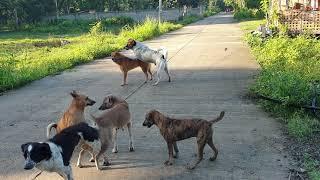 Rival Dog Fighting for a female in heat