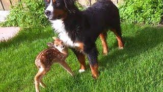 Baby deer rescue and release