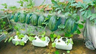 The method for Growing watermelon hanging hammock for beginners the fruit is too big and sweet