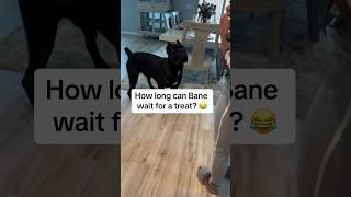 How long do you think he waited?  #Raisingbane #bigdogs #funnypets