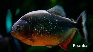 10 Ikan Karnivora yang Dipelihara di Aquarium