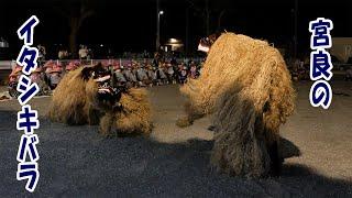 宮良のイタシキバラ2019