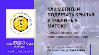 Как метить и подрезать крылья у пчелиных маток? Видеокурс Университета г.Гвелф Канада