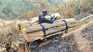 a very dangerous way of transporting large logs using a motorbike