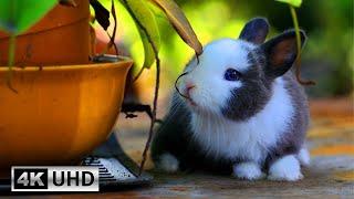 Bunny Love Relaxing Piano Music and Cute Rabbit Videos  4K Videos