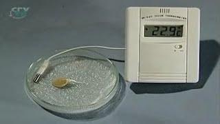 Seed. Dependence of seed germination on temperature