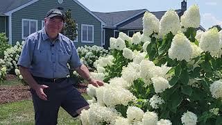 Enjoy The Elegant Simplicity Of White Gardens + Tips & Ideas & Over 35 Top Performing Garden Plants