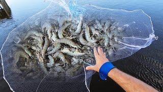 Catching SHRIMP with a CAST NET from a PUBLIC PIER Catch and Cook