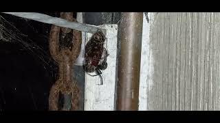 BLACK WIDOW SPIDER MOVES HUGE WATER BUG TO HIDING SPOT