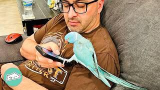 Chatty Parrot Talks To His Parents Over The Phone  Cuddle Buddies