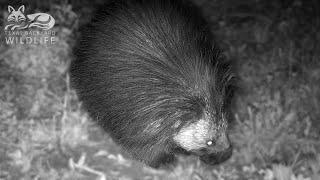 Porcupines Prickly prehistoric wanderers in our backyard  Texas Backyard Wildlife