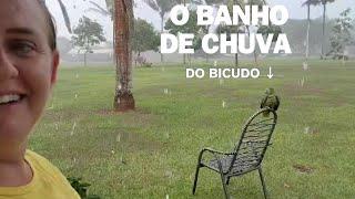 BICUDO COMEMORANDO A CHEGADA DAS CHUVAS