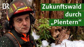 Plenterwälder im Allgäu Nachhaltige Waldbewirtschaftung aus Tradition  Forst  Unser Land  BR