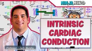 Cardiovascular  Electrophysiology  Intrinsic Cardiac Conduction System