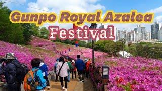 AN EXCITING WALK TO GUNPO ROYAL AZALEA FESTIVAL 2023 #군포철쭉축제 #azalea  #flowers  #spring  #korea
