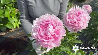 Livingstone peony. Ливингстон пион. Пулков сад