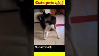 Hewan-hewan lucu #shorts #tiktok #imut #animals