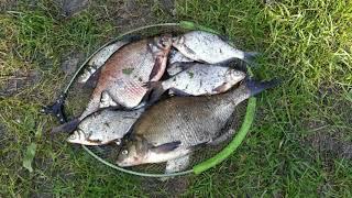Рыбалка на реке. Фидерная рыбалка на леща. Рыбалка в Беларуси 2021
