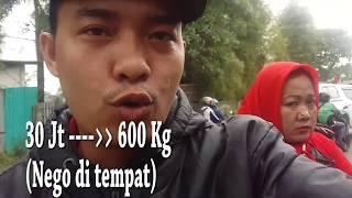 #Vlog review harga sapi kurban