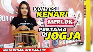 Kontes KENARI MERLOK pertama di JOGJA‼️JOGJA KENARI RED VARIANT....