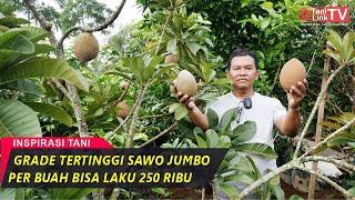 Cara Cangkok Sawo Jumbo Mamey Sapote 100% Berhasil