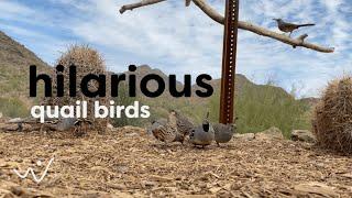 Quail Birdsong in Nature - Relaxing Chirping Sounds with Visuals for Serenity and Focus 🪽