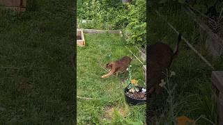 Watch Abyssinia Cat Expertly Catch A Fly #cat #abyssiniancat #猫