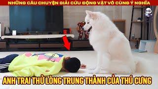 Phản ứng đáng yêu của chó và mèo khi Chủ nhân thử lòng  Review Con Người và Cuộc Sống