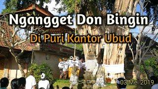 Ngangget Don Bingin di Ubud 03.05.2019 #ubudinsider