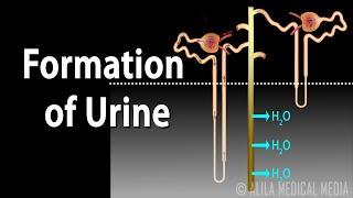 Formation of Urine - Nephron Function Animation.