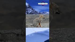 Exploring The Wilds of Chile A Fox in Patagonia