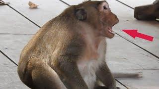 What happened funny boy? Sweetpea monkey show funny plays with his friends Wow Big Mouth