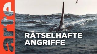 Achtung Orcas Gefahr vor Gibraltar  Doku HD Reupload  ARTE