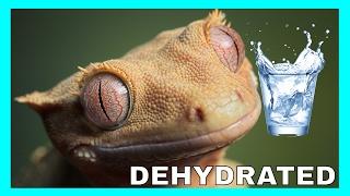 My Reptile Is Dehydrated what do i do?