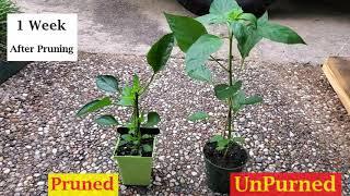 Pruned Vs UnPruned Pepper Plant