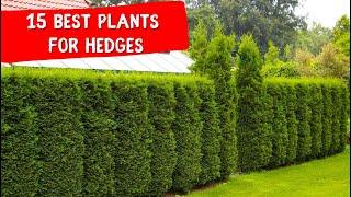 15 BEST PLANTS FOR HEDGES  IDEAS landscaping design