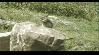 Chipmunk Showdown