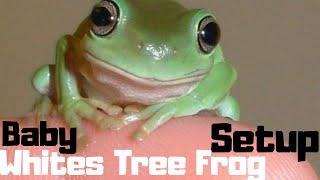 Baby Whites Tree Frog Setup  Simple But Advanced