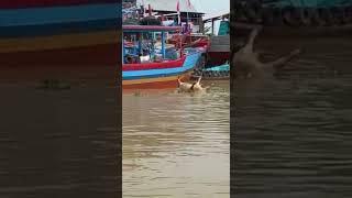 bangkai Sapi ngapung di sungai juwana pati paska banjir bandang