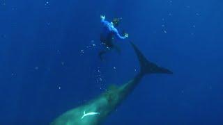 Swimming with Sperm Whales  Super Giant Animals  BBC Earth