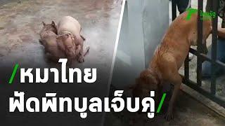 หมาไทยกระโดดข้ามกำแพง ฟัดกับพิทบูล เจ็บคู่  08-05-64  ข่าวเช้าไทยรัฐ เสาร์-อาทิตย์