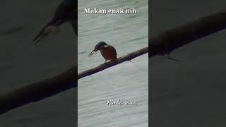 Burung berburu udang galah#short#viral