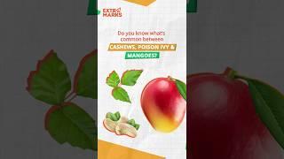 Its time to #KnowYourMango from the perspective of biology #extramarks #mango #summer #vacation