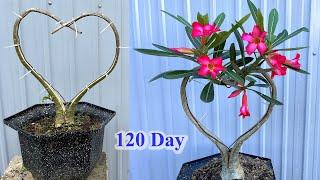 Thử tạo dáng cây hoa sứ Bonsai  How to bend Adenium bonsai at home