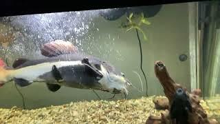 Feeding my Redtail catfish