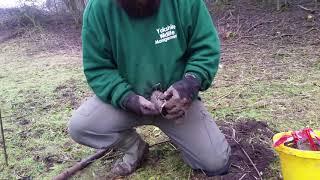 Locating A Mole Run And Setting A Tunnel Trap